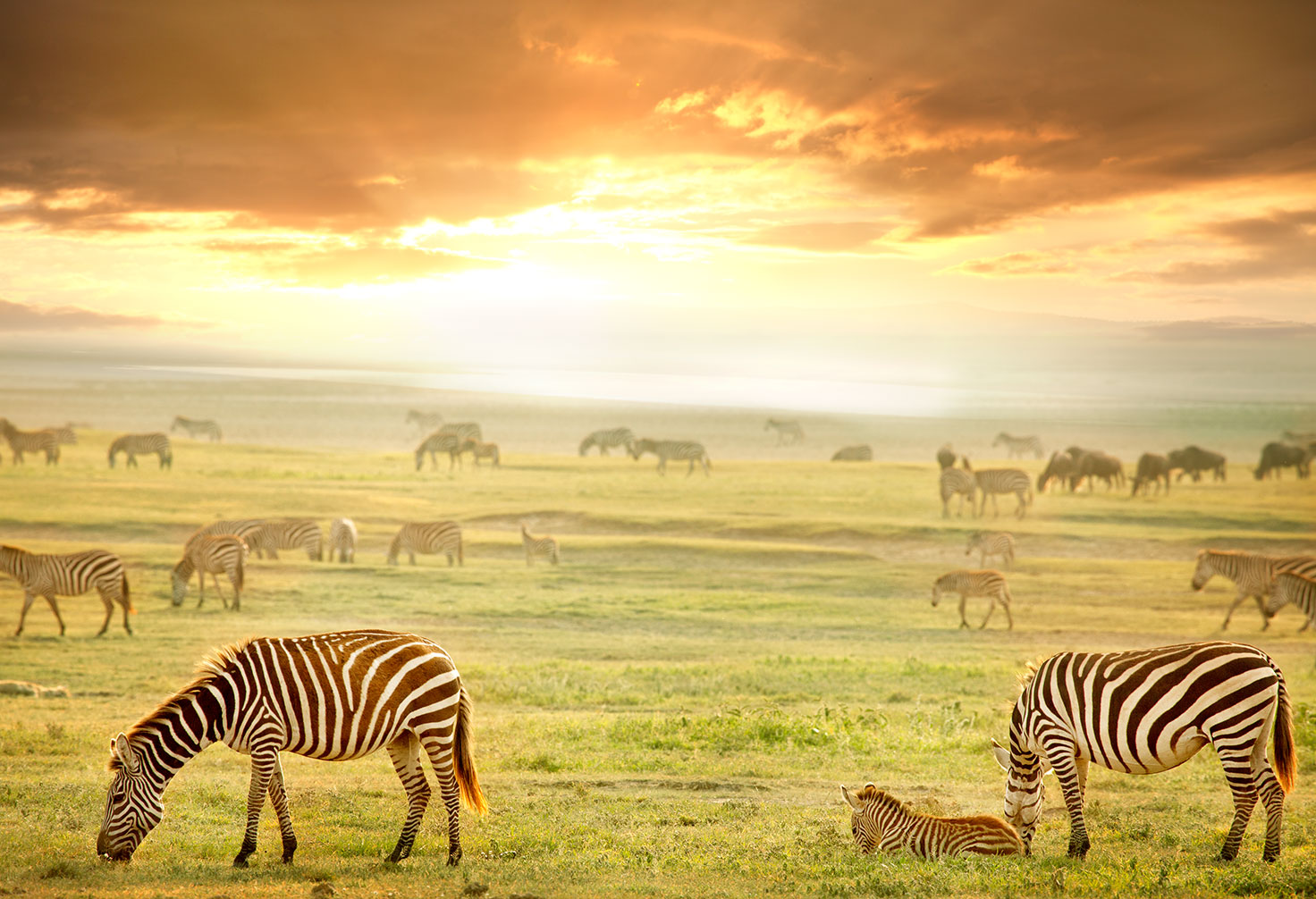 animal-in-Nature